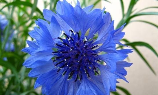 蓝色天竺葵的花语及其寓意是什么？