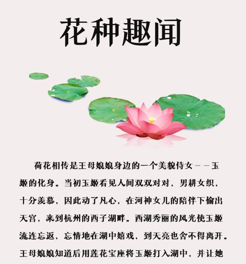 荷花不同颜色的花语分别代表什么？