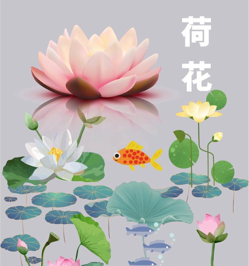 荷花作为花木的花语和寓意是什么？