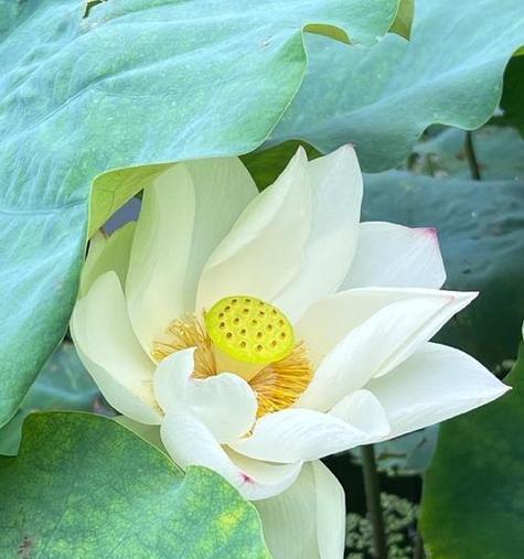 荷花作为花木的花语和寓意是什么？