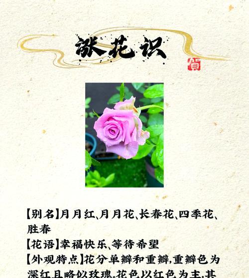 玫瑰与月季的花语有何不同？