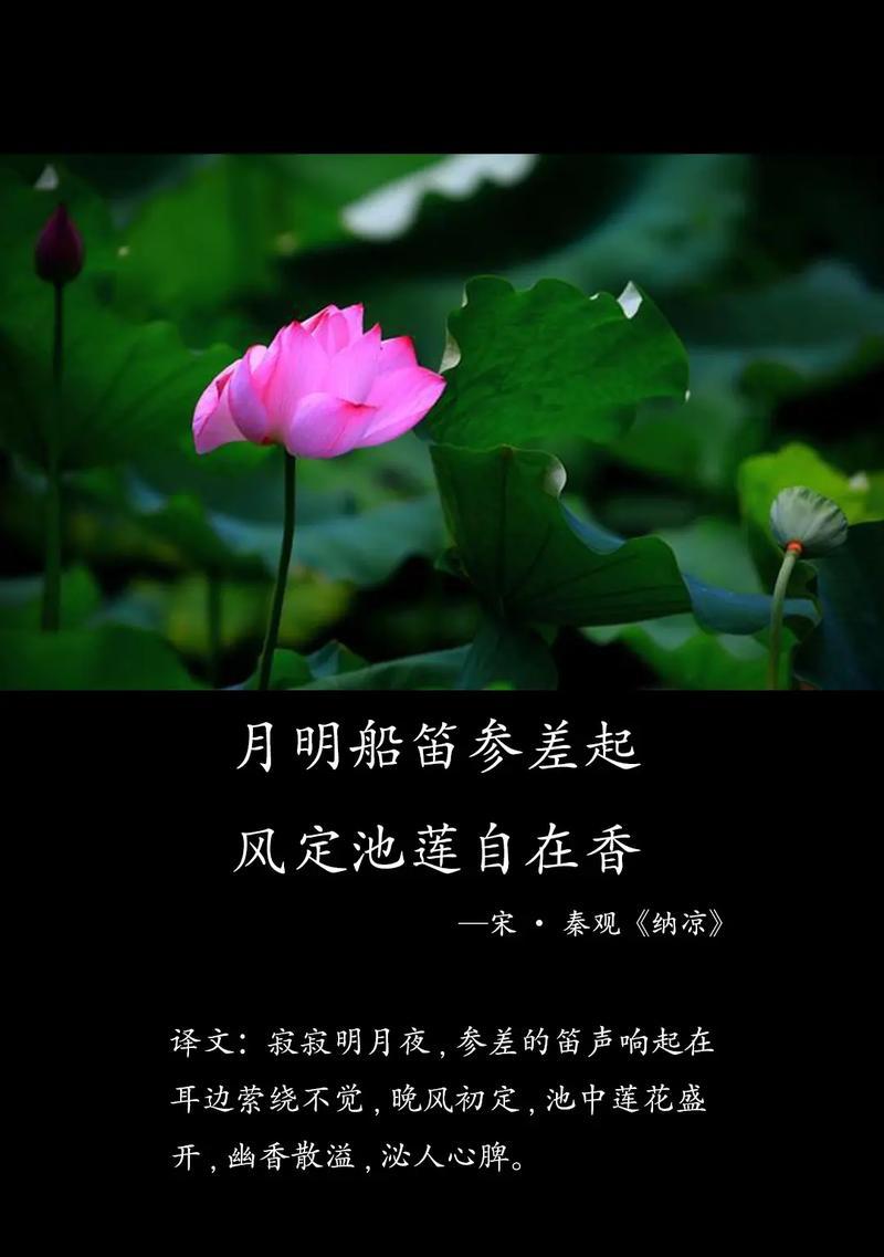 荷花的花语和寓意是什么？