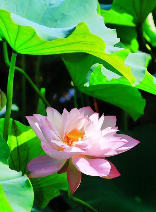 荷花的花语和寓意是什么？