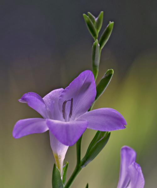 哪种花的花语最能代表爱情？