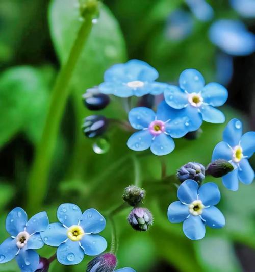 哪种花的花语最能代表爱情？