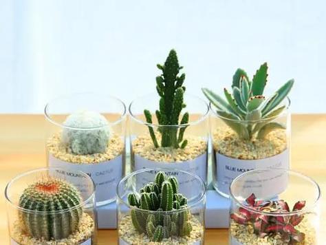 仙人球的花语及其代表的意义是什么？