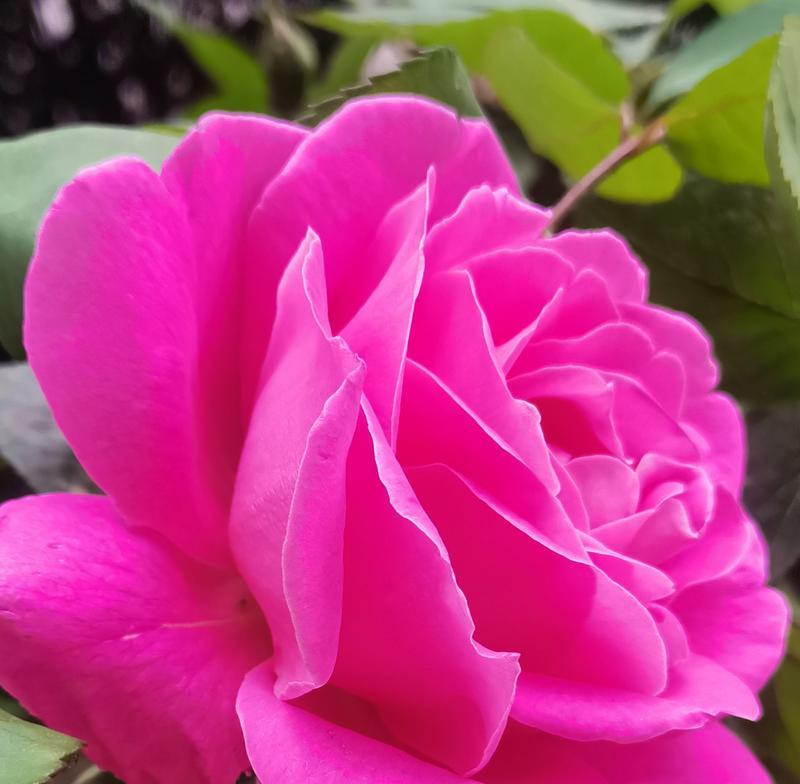月季花的花语大全是什么？如何理解每种颜色的含义？