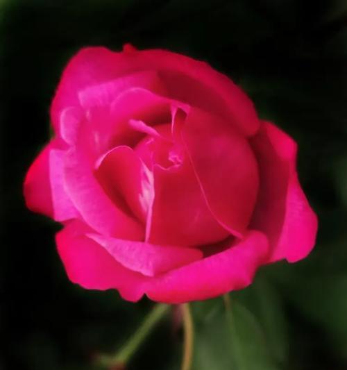 月季花的花语大全是什么？如何理解每种颜色的含义？