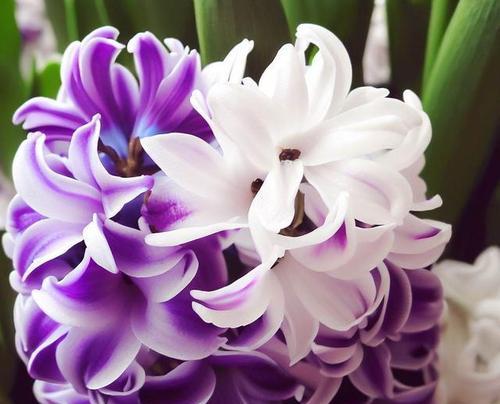 蓝紫色风信子花语代表什么？有哪些特别的含义？