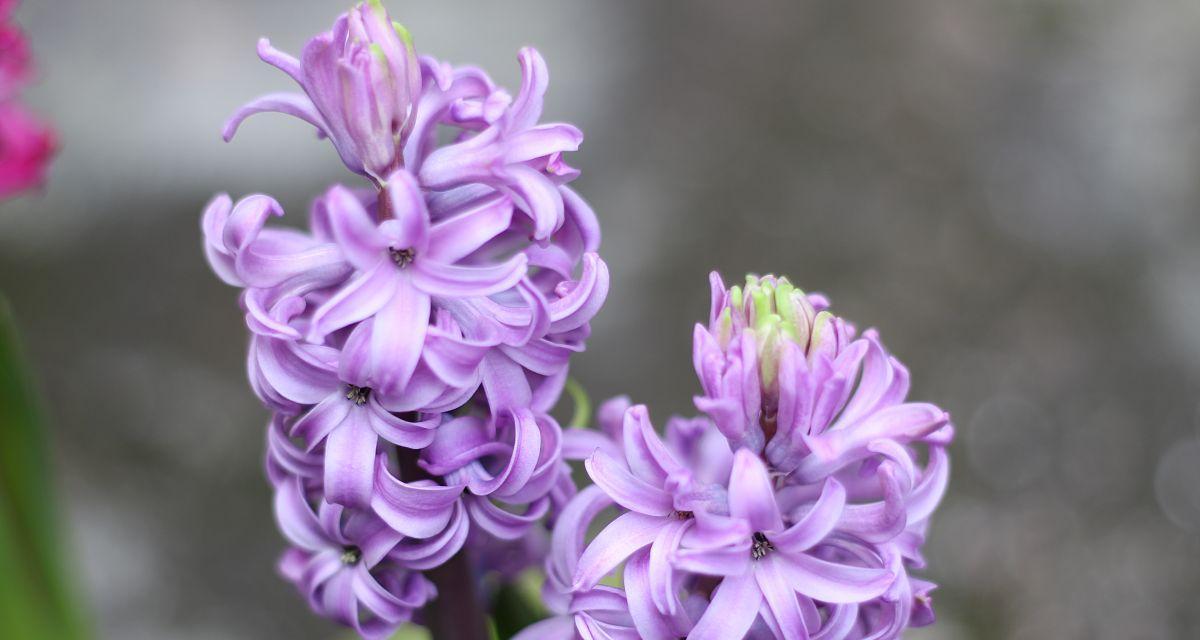 蓝紫色风信子花语代表什么？有哪些特别的含义？