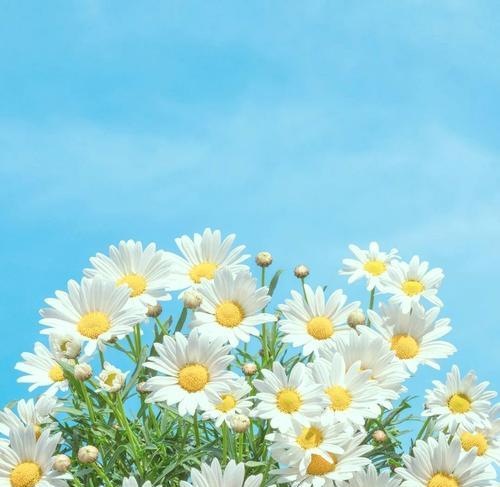 小雏菊蓝紫色花语有何深意？它象征着什么？