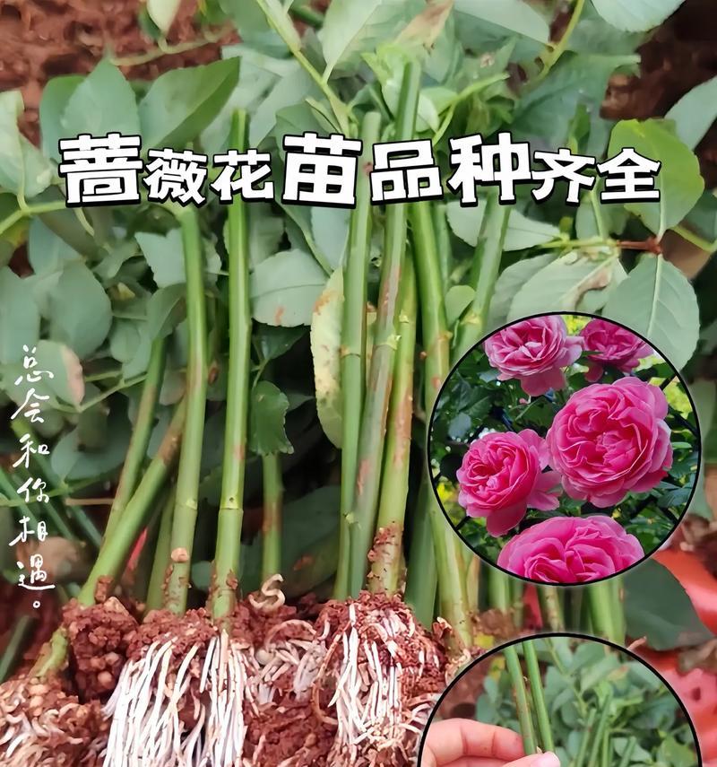 所有蔷薇花的花语有哪些？它们各自代表什么意义？