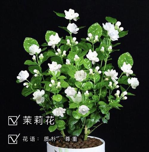 满天星火烈鸟花语是什么？它在花语中代表什么？