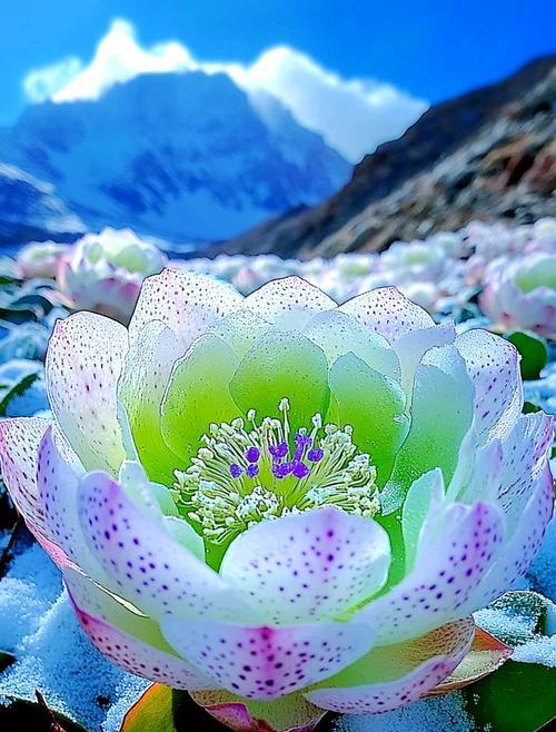 雪莲花花语是什么？它在文化中扮演什么角色？