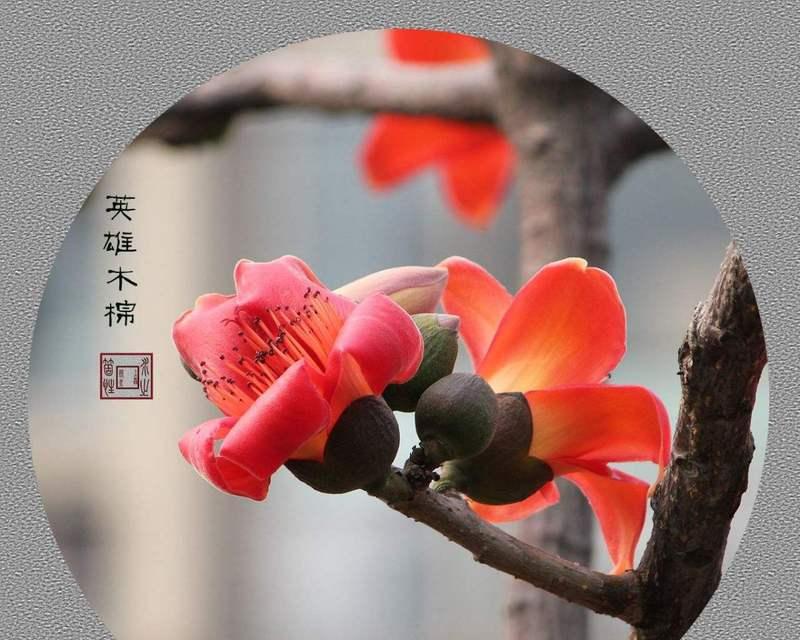 木棉花花语和传说有哪些？它们背后的故事是什么？