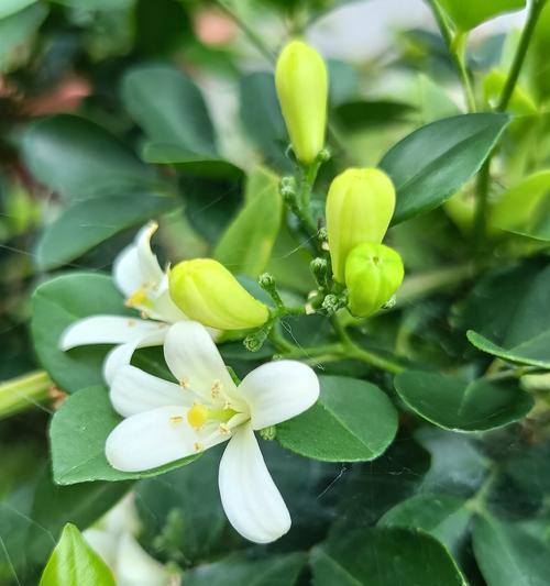 关于七里香的花语是什么？它在花语中代表什么？