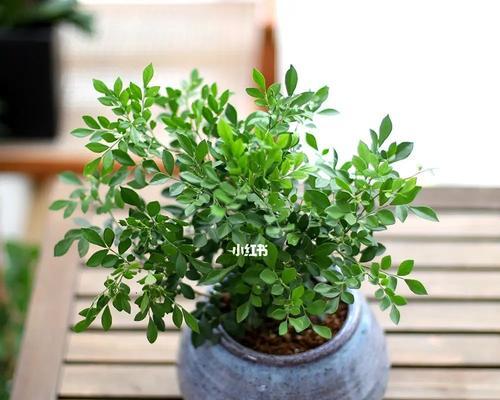 关于七里香的花语是什么？它在花语中代表什么？