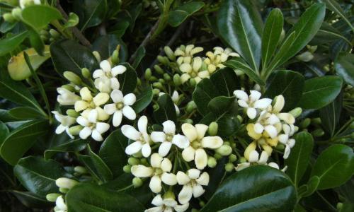 关于七里香的花语是什么？它在花语中代表什么？