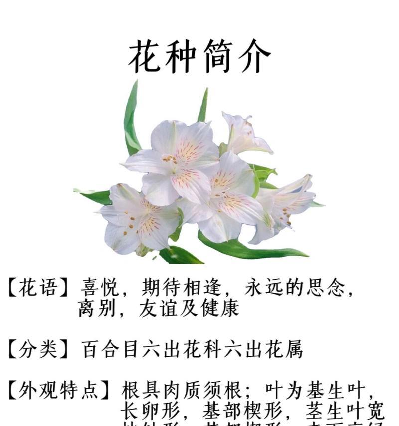 七只百合花的花语是什么？它们各自有何含义？