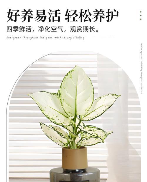 万年青如意的花语是什么？它象征着什么？