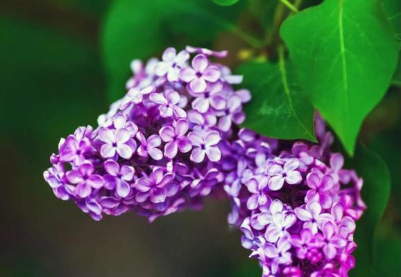 花语大全白芷花语是什么？它在花卉文化中扮演什么角色？