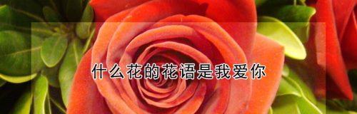 花语大全白芷花语是什么？它在花卉文化中扮演什么角色？