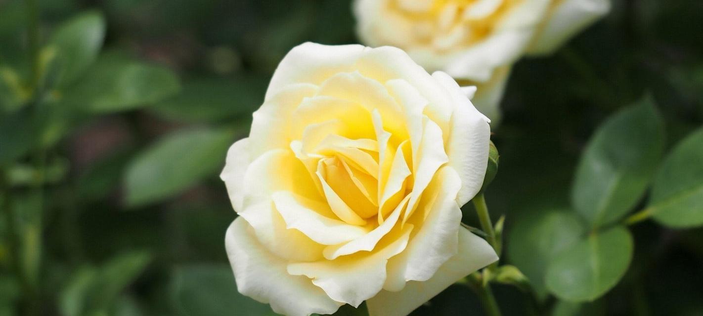 花语大全月昙花语是什么？它有何特别之处？