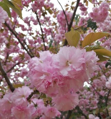 花语大全月昙花语是什么？它有何特别之处？