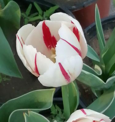 花语大全月昙花语是什么？它有何特别之处？