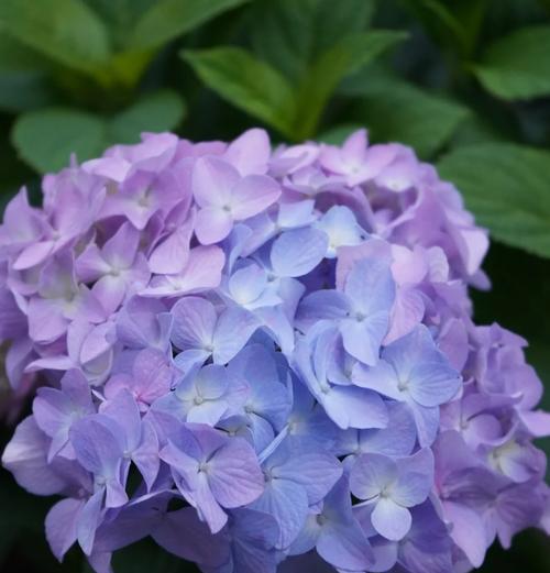蓝色绣球花语花语是什么？它在花语中代表什么？