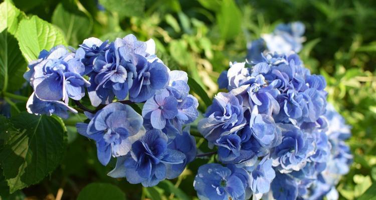 蓝色绣球花语花语是什么？它在花语中代表什么？
