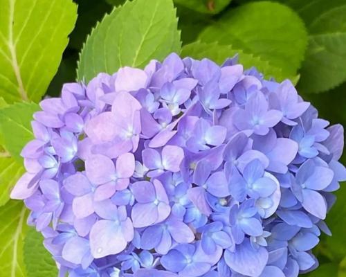 蓝色绣球花语花语是什么？它在花语中代表什么？