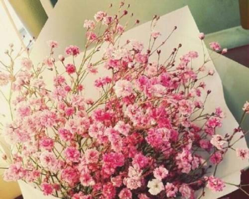 满天星的花语花语是什么？它在花语中扮演什么角色？