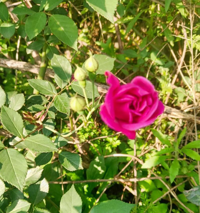 野野蔷薇花语花语是什么？它有何特别的含义？