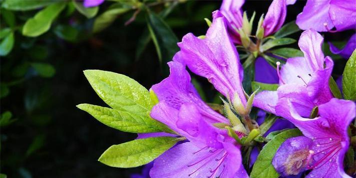 四季杜鹃花代表什么？花语寓意是什么？