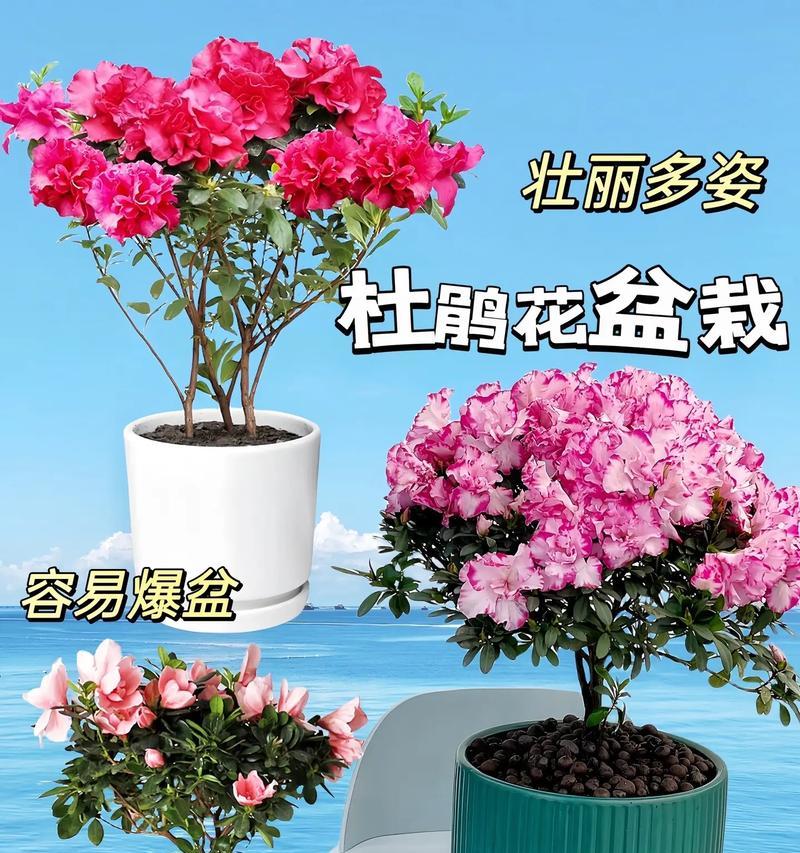 四季杜鹃花代表什么？花语寓意是什么？