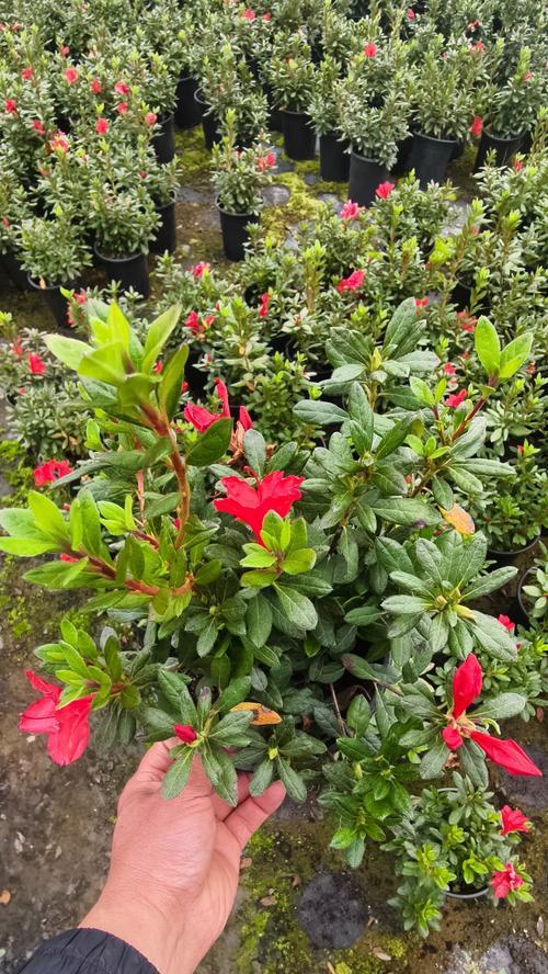 四季杜鹃花代表什么？花语寓意是什么？