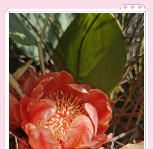 南非皇后花的花语是什么？象征着什么？