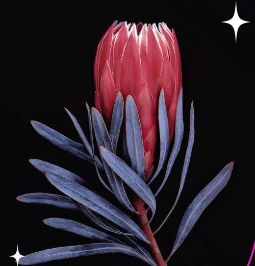 南非皇后花的花语是什么？象征着什么？