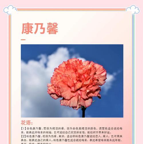 康乃馨的花语有哪些？代表了哪些情感？