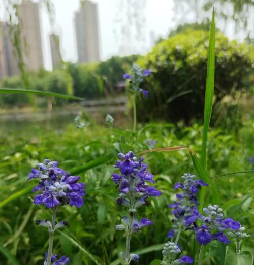 蓝花鼠尾草的花语是什么？有何特别之处？