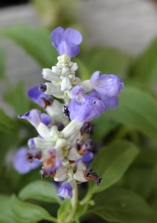 蓝花鼠尾草的花语是什么？有何特别之处？