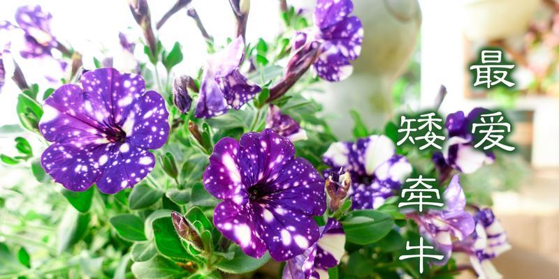 紫色矮牵牛的花语代表什么？寓意着什么？