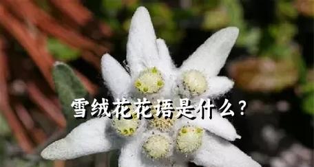 雪花的花语代表什么？象征着什么？