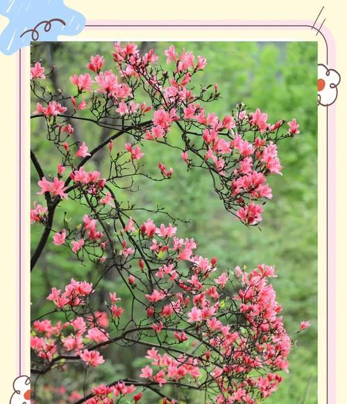 喜爱杜鹃花的花语有哪些？表达了什么情感？