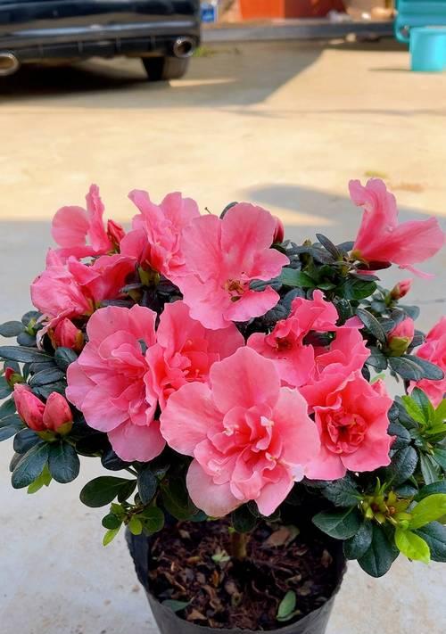 喜爱杜鹃花的花语有哪些？表达了什么情感？