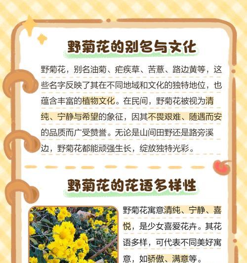 白色野菊花的花语是什么？有何特别含义？