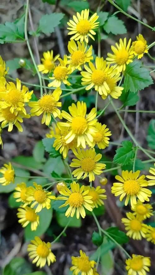 白色野菊花的花语是什么？有何特别含义？