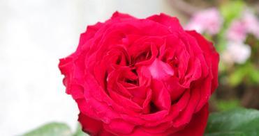 粉色月季花的花语是什么？代表了什么情感？