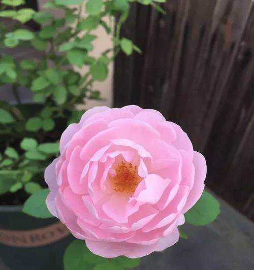粉色月季花的花语是什么？代表了什么情感？